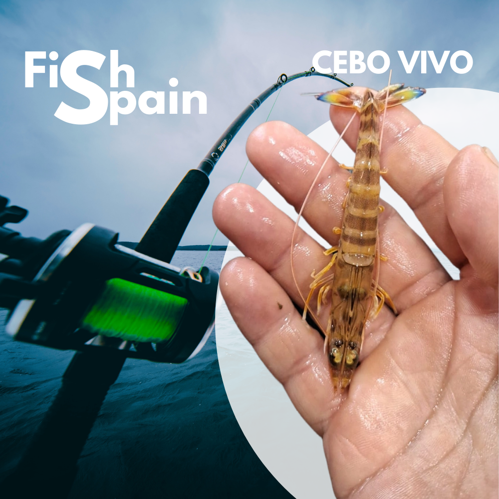 Live tiger prawn FOR FISHING