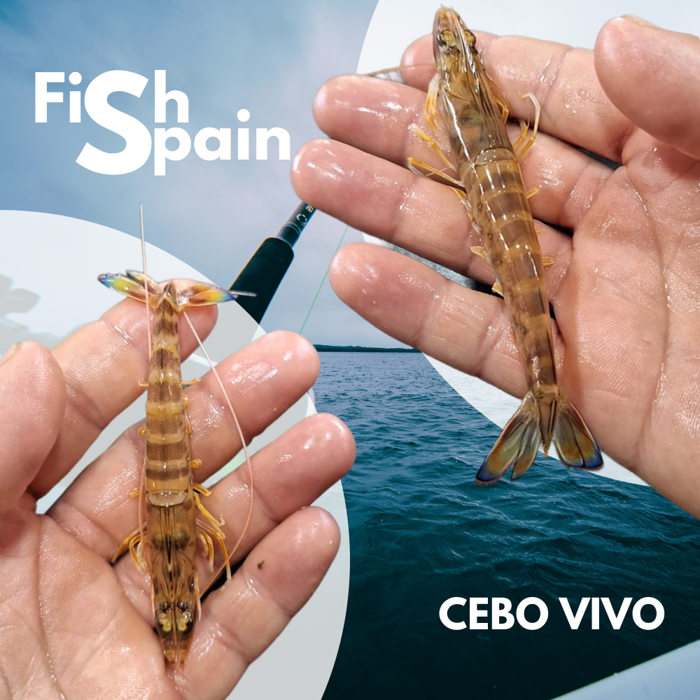 Live tiger prawn FOR FISHING