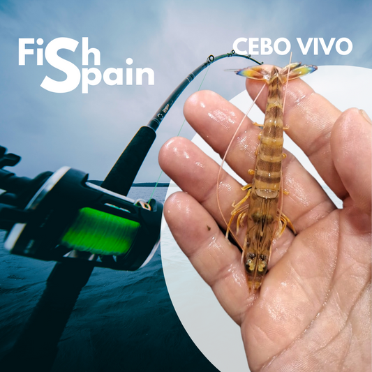 Cebo vivo | Langostino tigre vivo 5-8g/Ud.