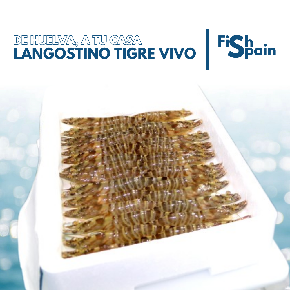 Langostino tigre vivo