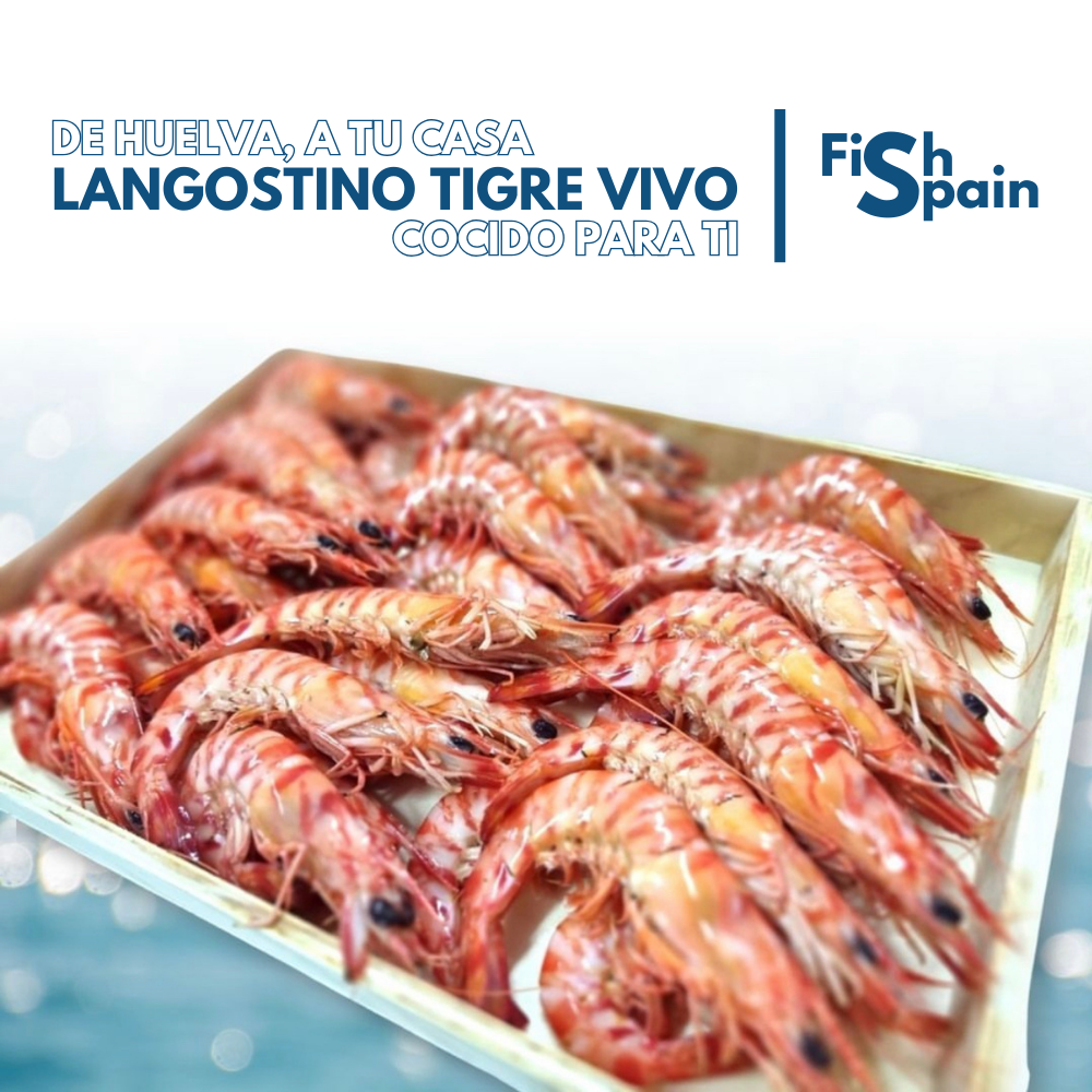 Langostino tigre vivo