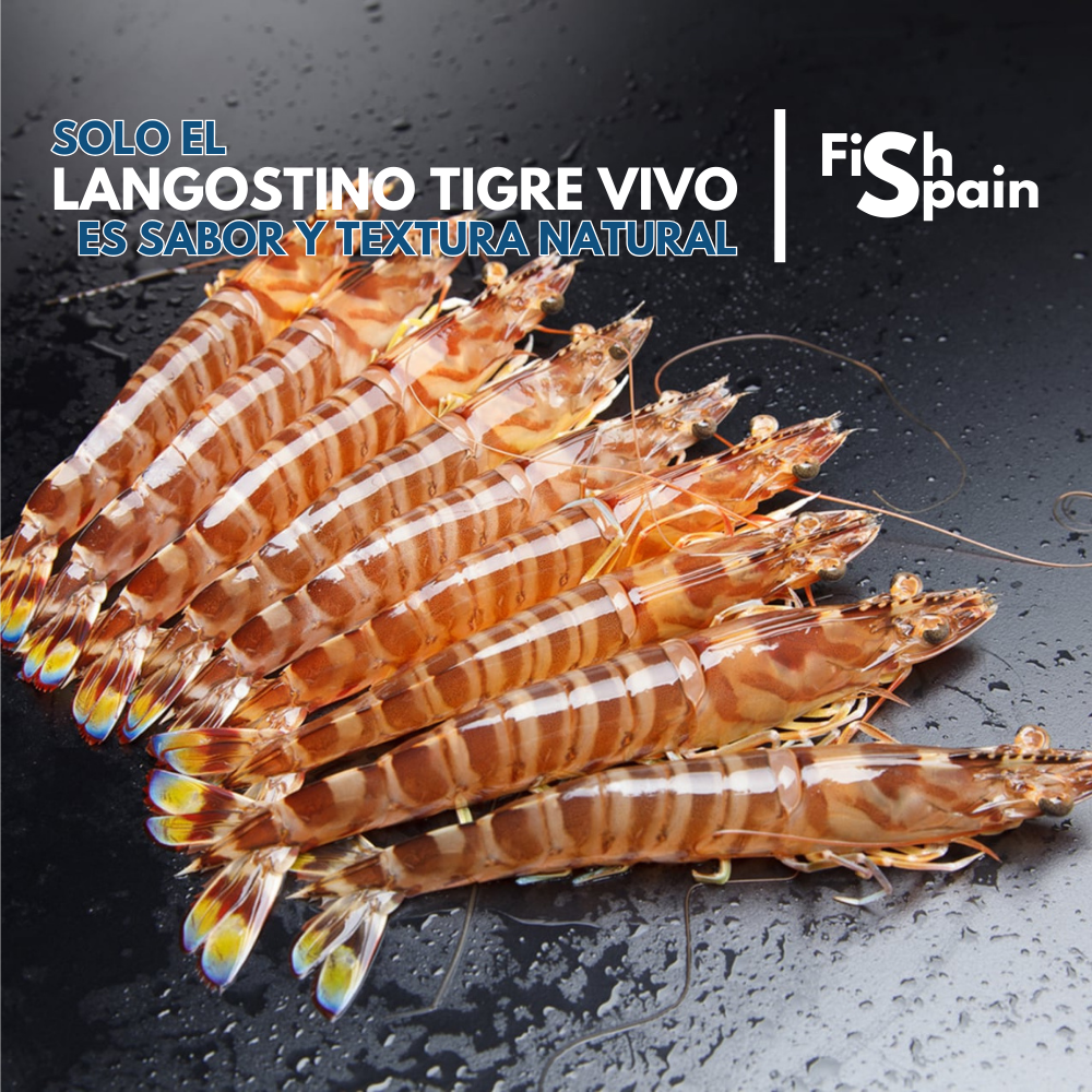 Langostino tigre vivo