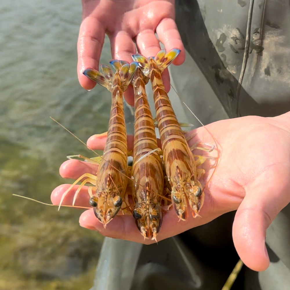 Langostino tigre vivo